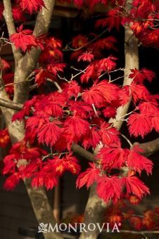 Fernleaf Full-Moon M share moments Colorado Gardening, Crimson Color, Monrovia Plants, Dark Green Leaves, Plant Catalogs, Front Landscaping, Red Fall, Shade Trees, Woodland Garden