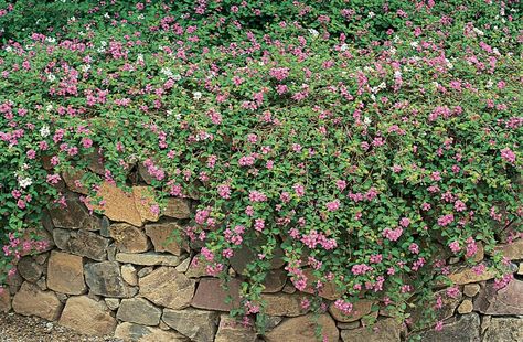 Lantana-montevidensis-Trailing-Lantana-Weeping-Lantana-Austin-Xeriscape-Design Texas Lantana, Trailing Lantana, Texas Cabin, Austin Garden, Lantana Plant, Drought Resistant Landscaping, Texas Landscaping, Australian Garden Design, Flower Bed Designs