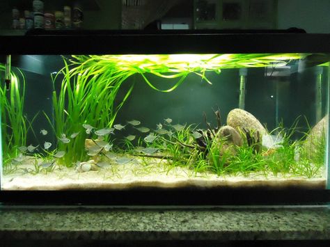 Aquascape Inspiration, Aquascape Ideas, Fish Keeping, Community Tanks, Indoor Water Garden, Aquarium Setup, Betta Tank, Aquascape Aquarium, Vivarium