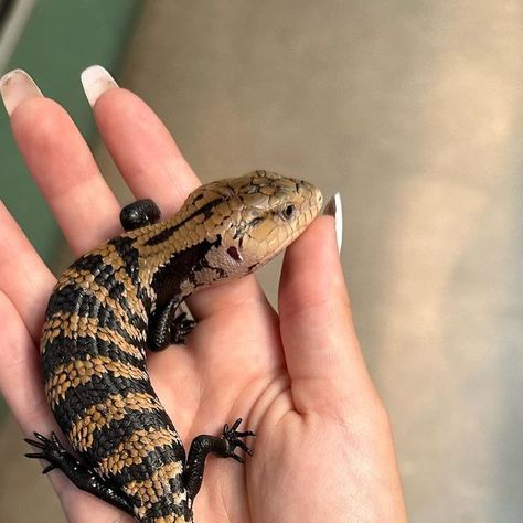 Richard Allen on Instagram: "Baby blue tongue skink’s available at Reptile Rapture. www.reptilerapture.net #reptilerapture #bluetongueskink #lizard" Blue Tongue Lizard, Blue Tongue Skink, Reptiles And Amphibians, Animals Images, Amphibians, Reptiles, Baby Blue, Sketch Book, Blue