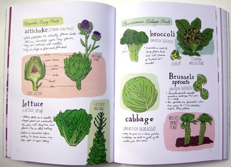 cabbage! Farm Anatomy, Julia Rothman, Broccoli Plant, Farm Books, Cookbook Design, Lovely Morning, Book Giveaway, Interior Illustration, Home Tours