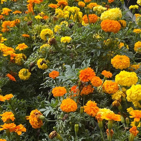 Marigold Flowers Aesthetic, Marigolds Aesthetic, Merigold Aesthetic, Marigold Flower Aesthetic, Marigold Aesthetic, Widgets Aesthetic, Garden Inspo, Paper Ring, Marigold Flower