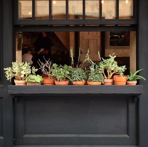 potted plants Black Woodwork, Plant Window Sill, Cacti Collection, Window Planter, Green Window, Kitchen Window Sill, Window Garden, Window Plants, Wall Colour