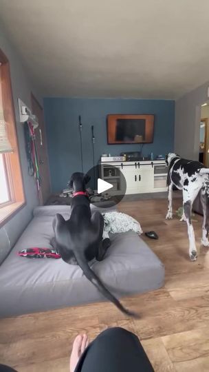 370K views · 3.8K reactions | It’s the bacon stealing brother is here jokes on him it’s not bacon day. #GreatDane #BigDog #DogLife | Larry_the_great_dane | Larry_the_great_dane · Original audio Great Dane Funny, Bacon Day, Great Dane Dogs, Great Dane, Big Dogs, Dog Life, Bacon, Funny Gif, Audio