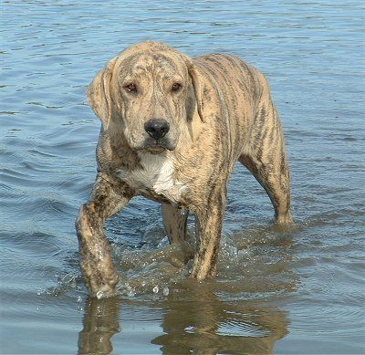 Catahoula Bulldog: never heard if this kind but its pretty!! Catahoula Bulldog, American Leopard Hound, Louisiana Catahoula Leopard Dog, Dog Crossbreeds, Bulldog Breeds, Catahoula Leopard Dog, Catahoula Leopard, Leopard Dog, Dog Rules