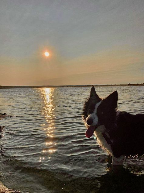 Beach Aesthetic Family, Dog Beach Aesthetic, Beach Dog Aesthetic, Dog Walker Aesthetic, Dog Walk Aesthetic, Dog Walking Aesthetic, Border Collie Aesthetic, Collie Aesthetic, Poland Aesthetic