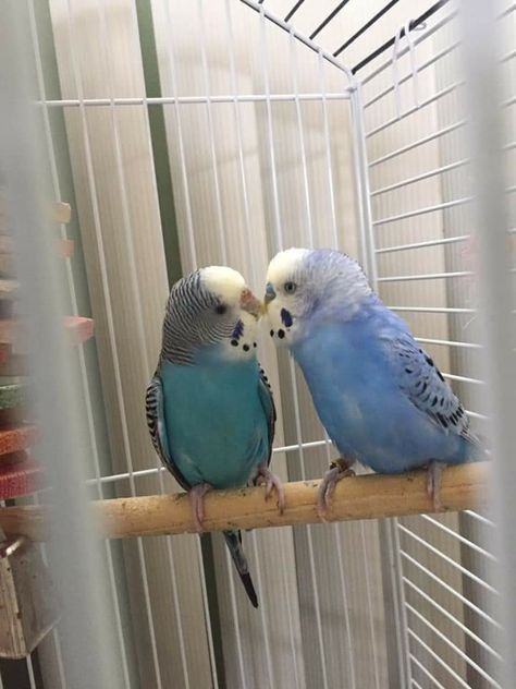 Diy Parakeet Cage, Parakeet Colors, Budgies Parrot, Bird Carrier, Blue Parakeet, Parakeet Cage, Budgies Bird, Budgie Parakeet, Barn Owls