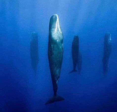 Pictures Worth More Than 1000 Words (23 images) Sperm Whale, French Photographers, Nikola Tesla, In The Ocean, Hiroshima, Whales, Sea Creatures, 그림 그리기, Sea Life