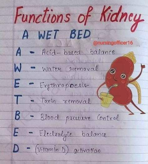 Kidney Notes, Anatomy Nursing, Kidney Anatomy, Medical Terminology Study, Medical Assistant Student, Nursing School Essential, Study Biology, Written Notes, Nurse Study Notes