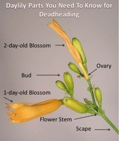 Reblooming Daylilies, Lily Care, Deadheading, Day Lilies, Garden Care, Daylilies, Perennial Garden, Growing Flowers, Lawn And Garden