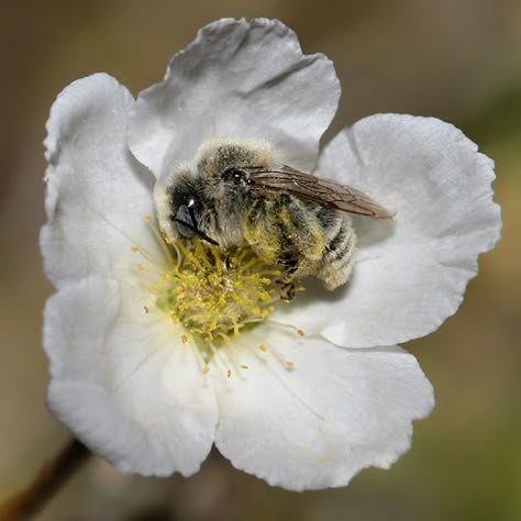 bee sleeping in a plum flower Aesthetic Flower Tattoo, Apache Plume, I Love Bees, Bees And Wasps, Flower Picture, Bee Garden, Garden Aesthetic, Aesthetic Flower, Bee On Flower