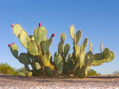 Paddle Cactus, Cactus Drawing, Pear Cactus, Prickly Pear Cactus, Desert Flowers, Arizona Desert, Southwest Desert, Desert Sunset, Southwest Art