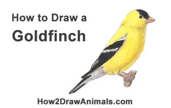 Draw a Goldfinch Speed Drawing Videos, Get Better At Drawing, Drawing Instructions, Easy Animal Drawings, How To Draw Steps, Bird Drawing, Drawing Tutorials For Beginners, Finches, Bird Painting