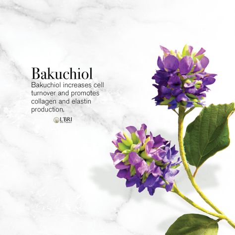 Bakuchiol Plant, Bakuchiol Benefits, Holistic Skin Care, Skin Care Guide, Tranexamic Acid, Skincare Blog, Drinks Packaging Design, Basic Skin Care Routine, Social Media Design Inspiration