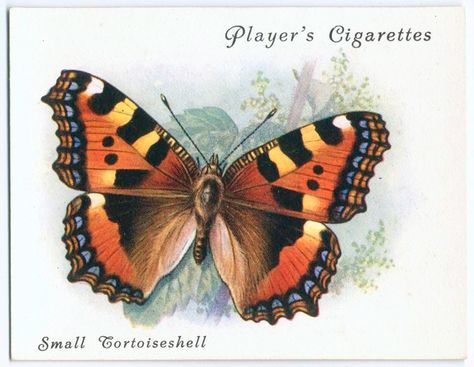 Small Tortoiseshell Butterfly Tattoo, Eastern Tiger Swallowtail Butterfly Tattoo, Vintage Butterfly Stickers, Small Tortoise, Painting Butterflies, Tortoiseshell Butterfly, Shell Butterfly, Antique Butterfly Illustration, Antique Butterfly Prints