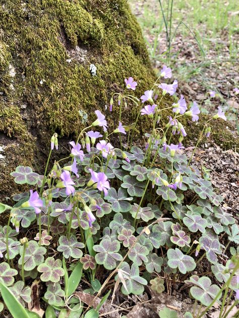 Violet Wood Sorrel Violet Wood Sorrel, Tennessee Plants, Utah Landscaping, Floral Reference, Urban Foraging, Witches Garden, Town Garden, Wildflower Drawing, Wood Sorrel