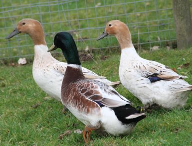 Appleyard Ducks, Ducks Pictures, Welsh Harlequin Duck, Rouen Duck, Khaki Campbell Ducks, Duck Species, Backyard Ducks, Duck Breeds, Muscovy Duck