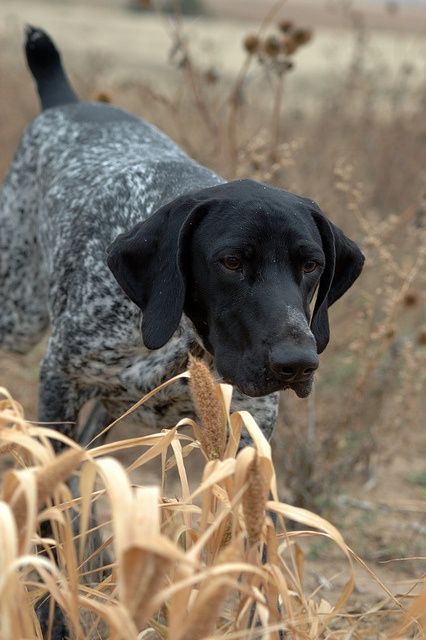 German Shorthaired Pointer Gsp Puppies, German Shorthaired Pointer Dog, Pointer Puppies, German Shorthair, Pointer Dog, Bird Dogs, German Shorthaired Pointer, Sporting Dogs, English Style