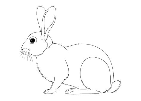 This step by step tutorial shows how to draw a rabbit from the side view and provides detailed illustrated examples for each step. Rabbit Side View Drawing, Bunny Drawing Side View, Bunny Side Profile Drawing, How To Draw A Rabbit Step By Step Easy, Rabbit Outline Drawing, How To Draw A Rabbit, Bunny Side View, Rabbit Side View, Rabbit Line Drawing