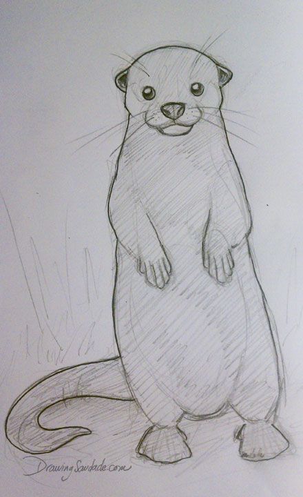 Drawing Saudade: Doodle 016 - Otter cuteness Drawing Of Otters, Otter Drawings Easy, How To Draw Otter, How To Draw An Otter, Easy Otter Drawing, How To Draw An Otter Step By Step, Cute Otter Drawing, Otter Doodle, Otter Drawing Tutorial