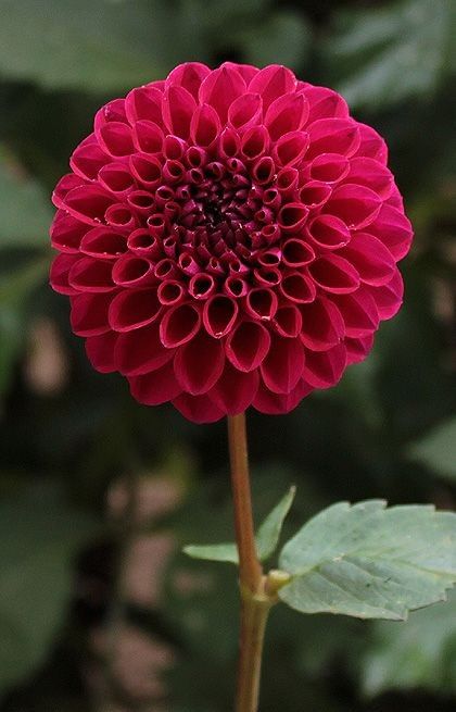 Strong Flower, Dahlia Purple, Round Flowers, Dahlias Garden, Gladioli, Blossom Garden, Cut Flower Garden, Unusual Flowers, Beautiful Flowers Garden