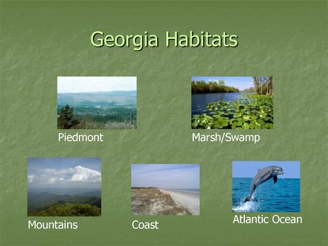 Georgia Habitats Georgia Regions 2nd Grade Project, Habitats Kindergarten, Teaching Habitats, Georgia Habitats, 3rd Grade Worksheets, Georgia Regions, Second Semester, Animal Adaptations, Third Grade Science