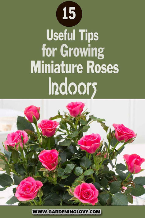 Mini roses might seem like they’re easier to grow, but they require as much maintenance as fully-grown ones. They might be miniature, but they’re not easy to grow, mainly because they’re produced from the roots. They’re also quite sturdy and can withstand colder temperatures. Caring for mini roses is easier than you might imagine. In this post, you'll learn 15 useful tips for growing miniature roses indoors. Indoor Roses, Rose Bush Care, Roses Plants, Diy Bug Spray, Rose Plant Care, Miniature Roses, Miniature Rose, Rose Plant, Rose Care