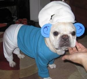 I think this must be Grumpy Smurf Dog.  What do you think? Grumpy Smurf, Smurf Costume, Smurf Village, 10 Animals, Laugh More, Blue People, Made Me Laugh, Funny Pets, Dog Halloween Costumes