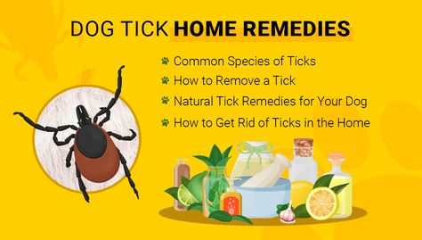 Kill Fleas On Dogs, Wood Tick, Get Rid Of Ticks, Dogs At Home, Chicken Wire Art, Ticks On Dogs, Cedar Oil, American Dog, Tick Prevention