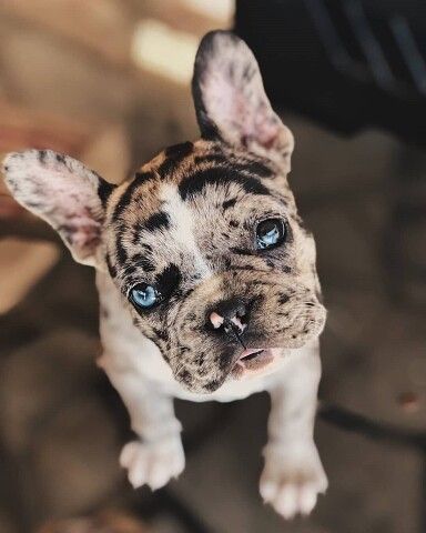 Super Cute Puppies, Really Cute Dogs, Baby Animals Pictures, Husky Mix, Cute Little Puppies, French Bulldog Puppies, Cute Dogs And Puppies