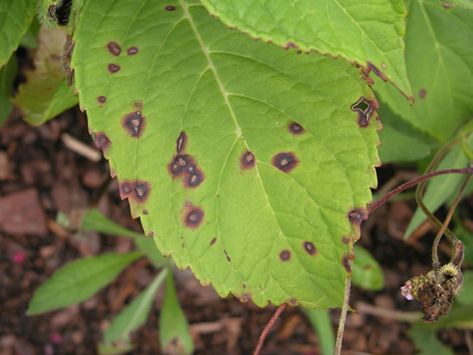 Leaf Spots On Hydrangea Shrub: How To Prevent, Treat & Control - Wilson Bros Gardens Hydrangea Diseases, Big Leaf Hydrangea, Hydrangea Shrub, Bigleaf Hydrangea, Hydrangea Leaves, Endless Summer Hydrangea, White Flower Farm, Hydrangea Bush, Oakleaf Hydrangea