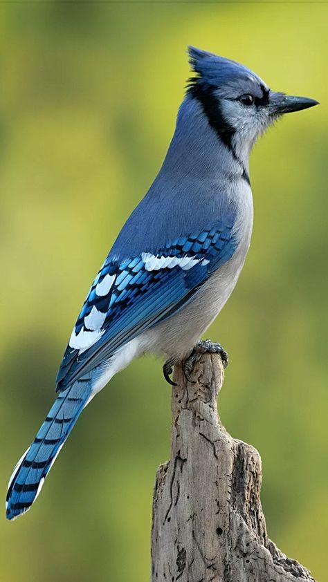 Blue Jay Photography, Blue Jay Wings, Circus Background, Jay Blue, Blue Jay Bird, Palomino Horse, Birds Nature, Jay Bird, Tiny Bird