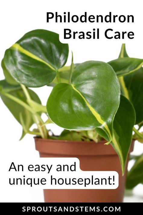 Master Philodendron Brasil care with this detailed guide! From ideal watering to proper lighting and humidity, learn how to keep your Philodendron Brasil healthy and thriving in any indoor space. Propagation Tips, Houseplant Tips, Philodendron Brasil, Easy Care Houseplants, Low Light Plants, Fast Growing Plants, Light Well, New Roots, Mother Plant