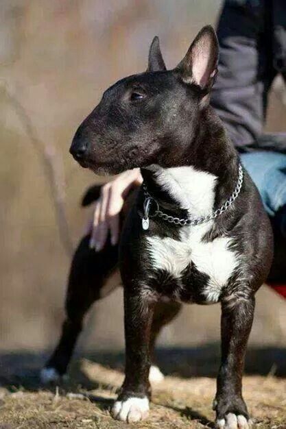 These 30 Miniature Bull Terriers Will Melt Your Heart - The Paws Black Bull Terrier, Roman Nose, Mini Bull Terriers, Miniature Bull Terrier, English Bull Terrier, Bull Terrier Puppy, Bully Dog, English Bull Terriers, Bull Terriers