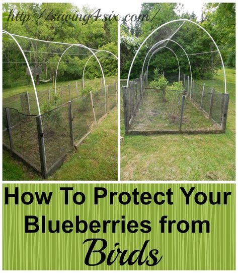 Blueberry Gardening, Growing Blueberries, Berry Garden, Blueberry Plant, Bird Netting, Garden Netting, Berry Bushes, Blueberry Bushes, Fruit Garden