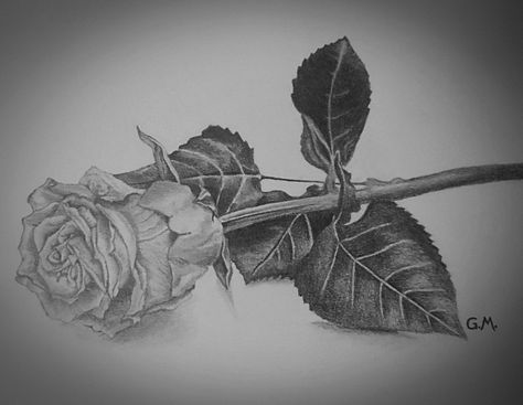 My still life drawing of a rose. Pencil. Freehand, based on a photograph. Rose Drawing With Shading, Rose Growing From Concrete Drawing, Fallen Rose Petals Drawing, Rose Pedals Drawings, Rose With Petals Falling Drawing, Drawing Of A Rose, Dead Rose Drawing, Pencil Plant, Rose Reference Black And Grey