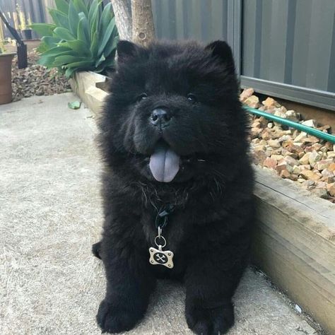 Black Chow Chow Puppies, Chow Dog Breed, Black Chow Chow, Chow Chow Puppy, Black Puppy, Cute Dogs Images, Chow Chow Dogs, Fluffy Dogs, Pet Hacks