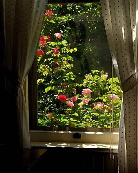 "Roses through the window photo, Home decor, cottage decor, wall decor, Natural design, Climbing roses, Rose garden, Victorian Windows.  When ever I've looked at a house as a potential home, the very first thing I look at is the view out the windows.  This lovely Victorian home has what I would consider the perfect view! This photo is available in multiple sizes, the crop will vary slightly according to size and if you request it, I will gladly post how the photo will look cropped before I ship Victorian Window, Victorian Windows, Window Photo, Antique Window, Elsie De Wolfe, Antique Windows, Soft Life, Room Deco, Natural Design