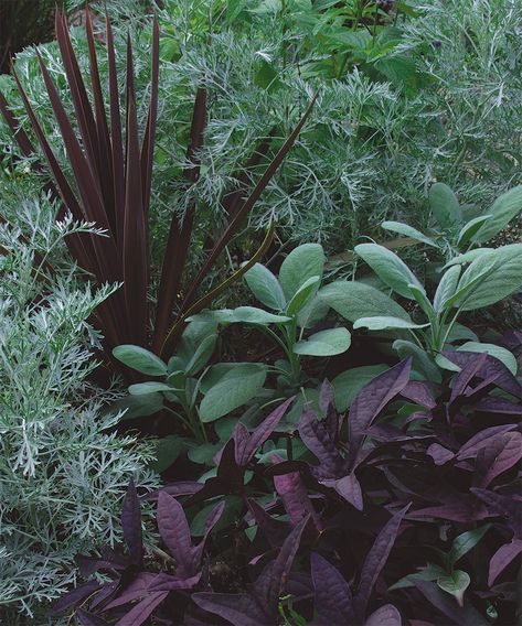 Dark Purple Plants, Plants That Like Sun, Black Plants, Black Mondo Grass, Dark Garden, Silver Plant, Goth Garden, Gothic Garden, Black Garden