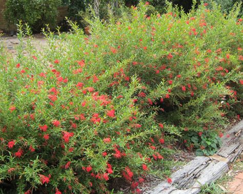 Winter Flowering Grevilleas Cherry Red Colour, Feeding Birds, Australian Native Garden, Seaside Garden, California Garden, Australian Plants, Australian Garden, Australian Native Plants, Attracting Bees