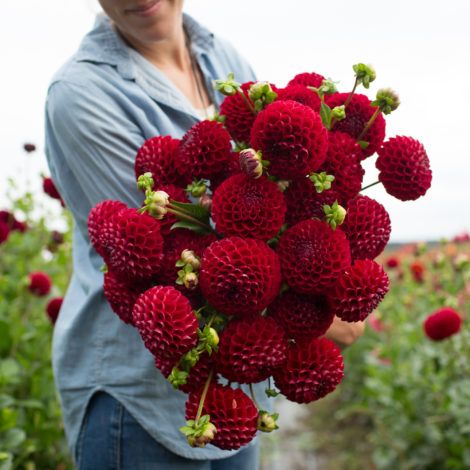 floret_dahlia_cornel_670b1238 Dahlia Cornel, August Flowers, October Flowers, September Flowers, Long Vase, Red Dahlia, Dahlias Garden, Growing Dahlias, Red Petals