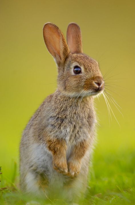 "Now I really had wild animals to talk to as friends. They were different from domestic (rabbits). They were more sure of themselves, more independent, and far more clever."  --The Backyard Zoo by Daniel Mannix, now in eBook $6.99 http://www.enetpress.com/books Wild Bunny, Young Rabbit, Lapin Art, Wild Rabbit, Bunny Pictures, Animale Rare, Animal Photo, Nature Animals, Woodland Animals