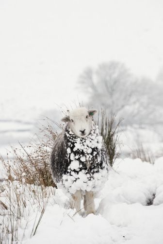 Puppy Bandana, Lambada, Sheep And Lamb, Gifts For Boyfriend, A Sheep, Winter Animals, Christmas Gifts For Boyfriend, Jolie Photo, Quick Guide