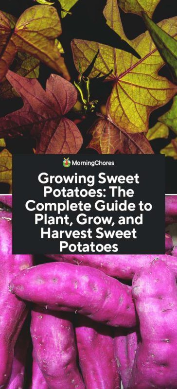 Growing Sweet Potatoes: The Complete Guide to Plant, Grow, and Harvest Sweet Potatoes Harvest Sweet Potatoes, Sweet Potato Varieties, Potato Harvest, Sweet Potato Slips, Allotment Ideas, Growing Sweet Potatoes, Summer Gardening, Sushi Party, Florida Gardening