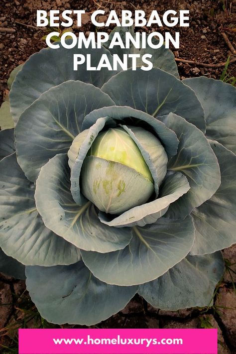 Growing Cabbage, Planting A Garden, Cabbage Plant, Companion Gardening, Growing Blueberries, Watermelon Plant, Cabbage Worms, Growing Cucumbers, Companion Plants