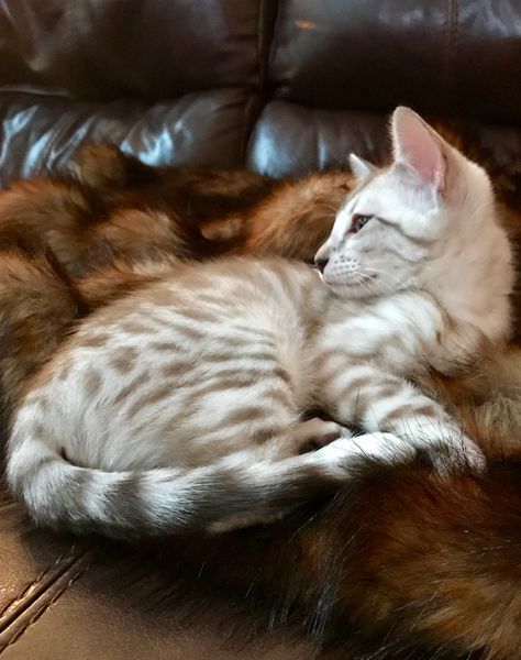 My Snow Mink Bengal Snow Mink Bengal Cat, Kitty Ideas, Bengal Kitten, Bengal Cat, Cat Stuff, Grey And Beige, Kittens, Kitty, Grey