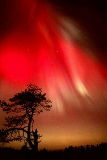 Magnifique <3 Northern Lights (aurora Borealis), Aurora Borealis Northern Lights, Natural Phenomena, Beautiful Sky, Aurora Borealis, Amazing Nature, Sunrise Sunset, Beautiful World, A Tree