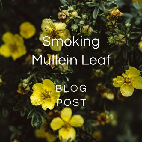 Smoking Mullein Leaf — Zhi Herbals Mullein Leaf Benefits, Herbal Benefits, Mullein Leaf, Lotus Tea, Bulk Herbs, Respiratory Health, Respiratory System, Tea Blends, Medicinal Herbs