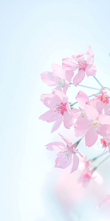 Cherry Blossom Astethic Wallpaper, Pink Cherry Blossom Wallpaper, Egg Wallpaper, Sakura Aesthetic, Islamic Dp, Wallpaper Powerpoint, Blossom Wallpaper, Sakura Blossoms, Box Cartoon