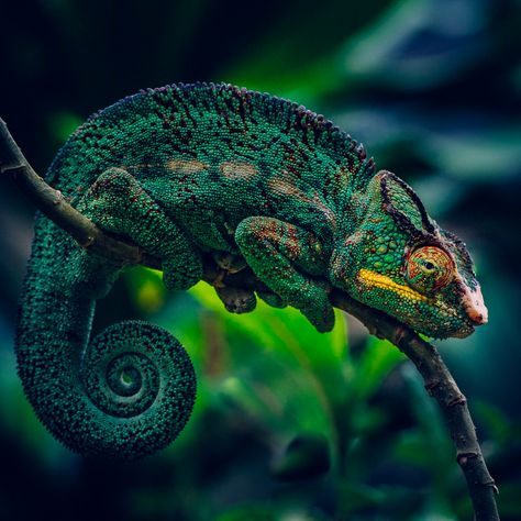 Cameleon | A colorful chameleon. Madagascar. Chameleons are ... Cameleon Art, Madagascar Animals, Madagascar Travel, Colorful Lizards, Chameleon Lizard, Tattoo Nature, Animals Tattoo, Cute Reptiles, Nature Wallpapers